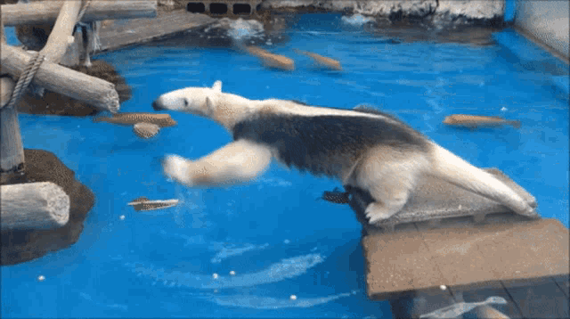 a polar bear is swimming in a blue pool