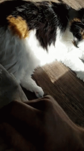 Snickers Cat GIF - Snickers Cat Playful GIFs