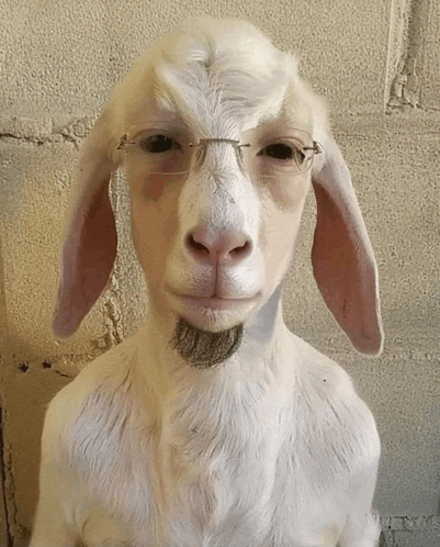 a white goat wearing glasses and a beard looks at the camera
