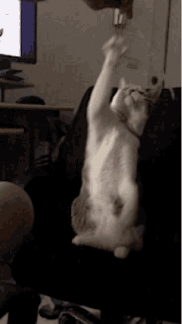 a white cat is playing with a bottle of water