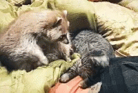 Hug Cat GIF - Hug Cat Animal GIFs
