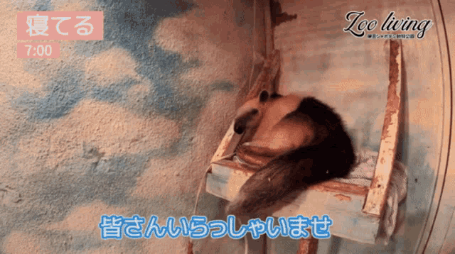 a zoo living advertisement with a bear sleeping on a chair