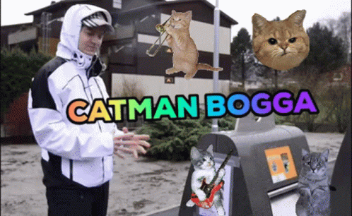 Bogga Cat GIF - Bogga Cat Katt GIFs