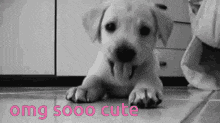 a black and white photo of a puppy with the words omg sooo cute written on the bottom