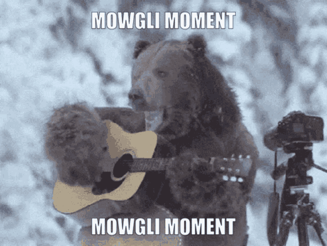 a bear is playing an acoustic guitar in front of a camera with the caption " mowgli moment "