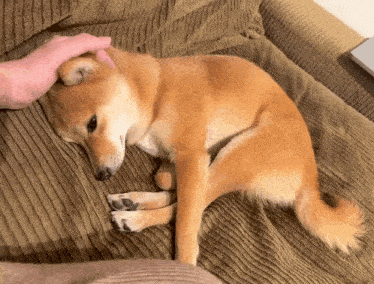 a dog is laying on a couch with a person petting it .