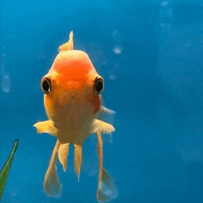a goldfish is swimming in a blue tank of water .