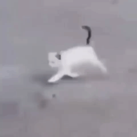 Cat Walking GIF - Cat Walking Into GIFs