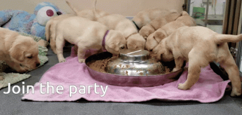 Party Animal Join The Party GIF - Party Animal Join The Party Puppies GIFs