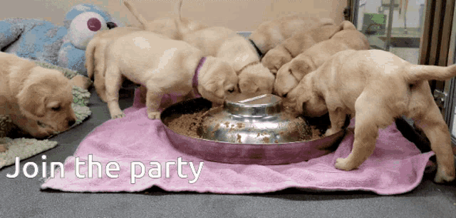 Party Animal Join The Party GIF