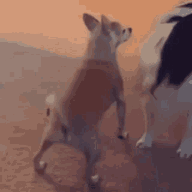 a small dog is standing on its hind legs next to a large dog .