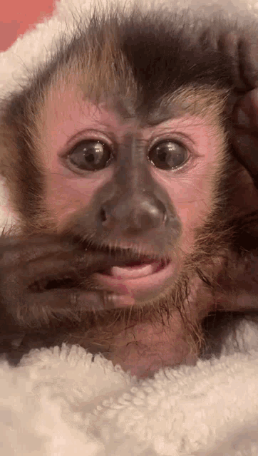 Bentinho Macaco GIF - Bentinho Macaco GIFs