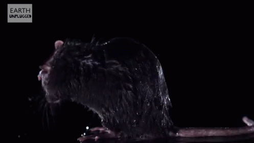 Washing His Little Face In Slow Mo GIF - Rat Water Shake GIFs