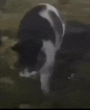 a black and white cat is laying down on the ground