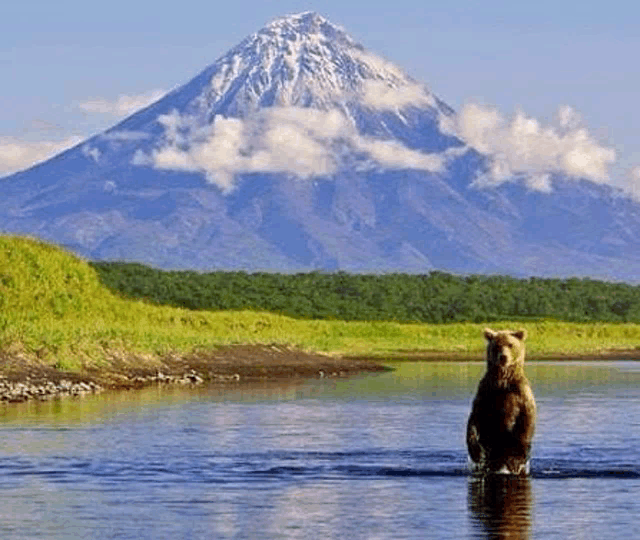 a brown bear is standing in a lake with a mountain in the background .