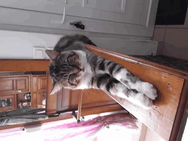 a cat laying on a wooden shelf with its paws crossed