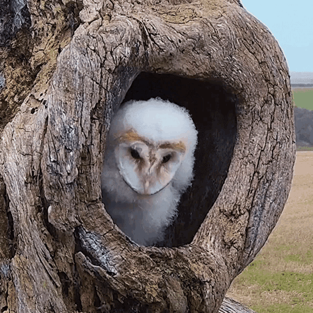 Owl Hiding Robert E Fuller GIF - Owl Hiding Robert E Fuller Dont Let Them See You GIFs