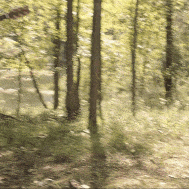 a blurry photo of a forest with trees and leaves