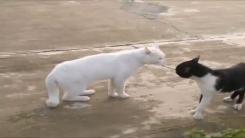 Ninja Stance, Ready For Action GIF - Funnycats Compilation Youtube GIFs