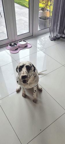 Willow Dog GIF - Willow Dog GIFs