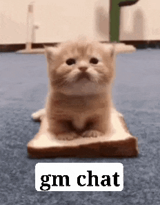 a kitten is sitting on a piece of bread with the words `` gm chat '' written on it .