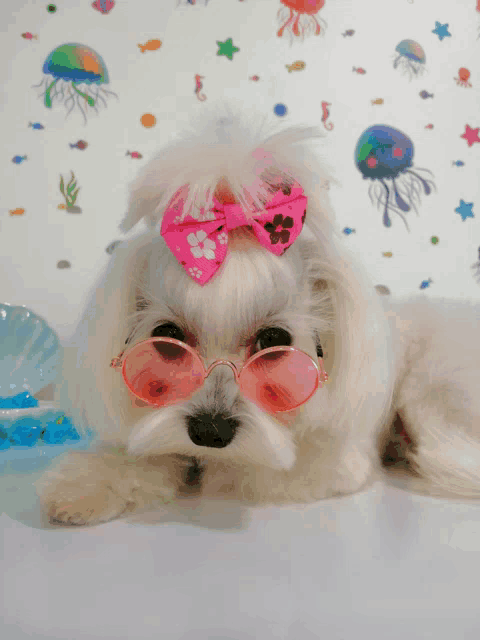 a small white dog wearing pink sunglasses and a pink bow on its head