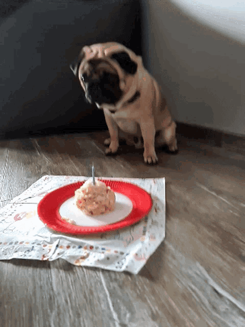 a pug dog is looking at a birthday cake on a red plate