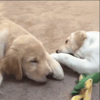 Lab Puppies GIF - Labrador Retriever Labrador Retriever GIFs