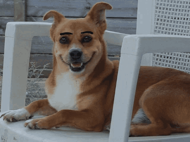 a brown and white dog is laying on a white chair