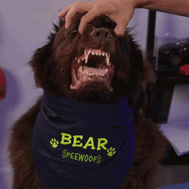 Showing My Teeth Bear GIF - Showing My Teeth Bear Doctor Mike GIFs