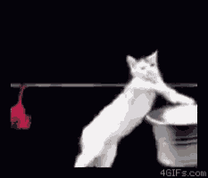 a white cat is standing on its hind legs next to a t-shirt hanging on a clothes line .