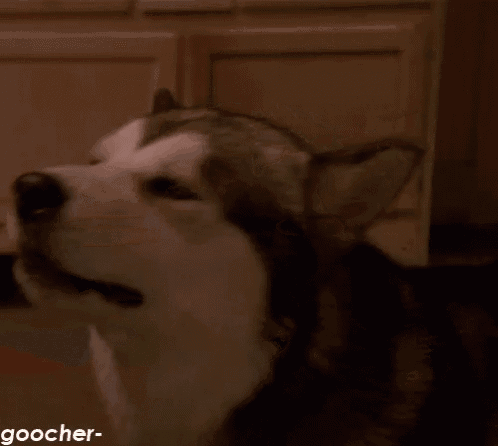 a close up of a dog 's face with the words goocher written below it