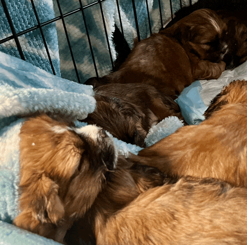 three puppies are sleeping in a cage on a blue blanket