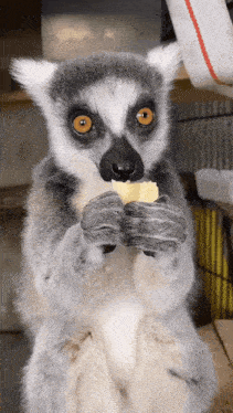 Lemur Lemur Eating GIF - Lemur Lemur Eating Lemur Funny GIFs