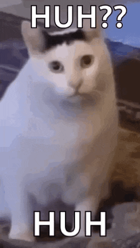 a white cat with a black spot on its head is sitting on a couch with the words `` huh ? '' written on it .
