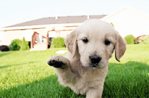 a puppy is jumping in the grass with its paw up