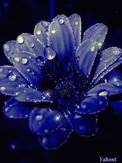 Flower Raindrops GIF - Flower Raindrops GIFs