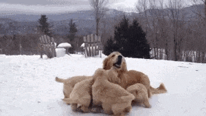 a group of puppies are playing in the snow with a mother dog .