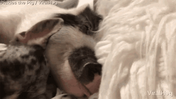 Viralhog Pig GIF - Viralhog Pig Bulldog GIFs