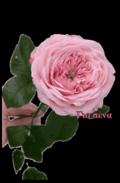 a person is holding a pink rose with a black background and a purple phrase that says " tia eeva "
