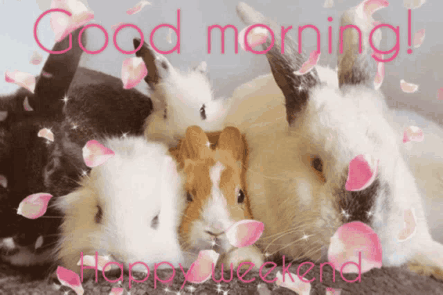 a group of rabbits with the words good morning happy weekend