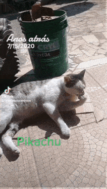 Gato Pikachu Gatos GIF - Gato Pikachu Gatos Pikachu GIFs
