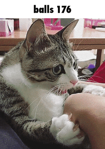 a cat is laying on a person 's lap with the words balls 176 above it