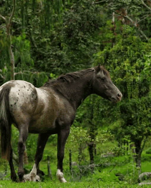 a horse standing in a grassy field surrounded by trees