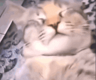 a close up of a cat sleeping on a bed