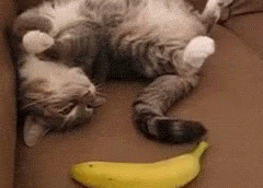 Scaredy Cat GIF - Banana Cat Scare GIFs