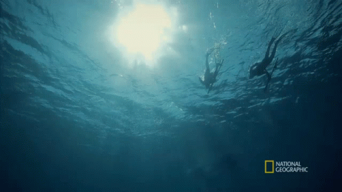 Swimming Gordon Ramsay GIF - Swimming Gordon Ramsay Kimi Werner GIFs