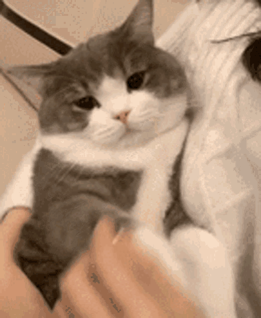 Dimden Cute GIF - Dimden Cute Cute Cat GIFs