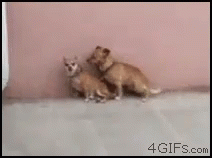 Funny Fail GIF - Funny Fail Dog GIFs