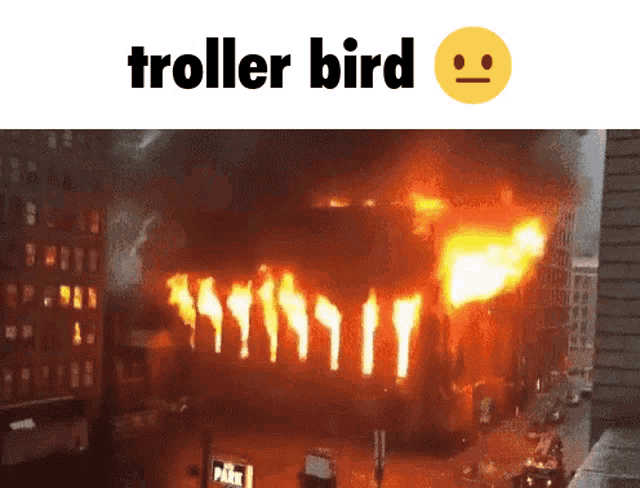 Troll Troller GIF - Troll Troller Bird GIFs